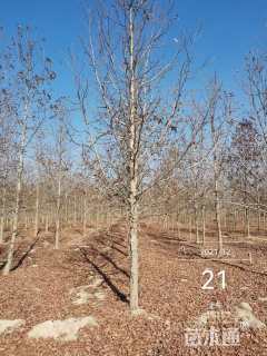 13公分北美枫香