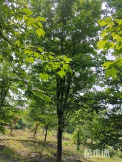 30公分美国红枫