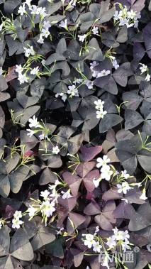 高度10厘米紫叶酢浆草