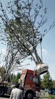 12公分(5杆)丛生朴树