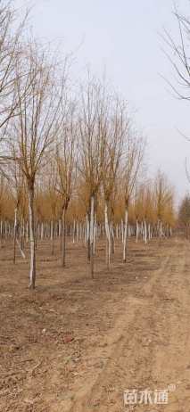 11公分金丝垂柳