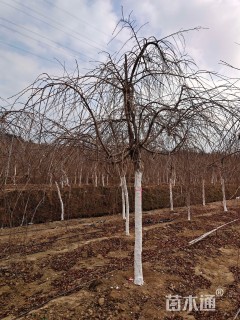 8公分八重红垂枝樱