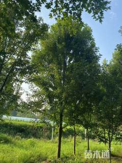 14公分美国红枫