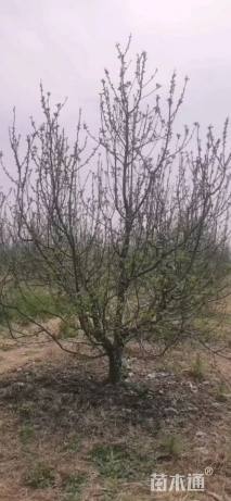 12公分八棱海棠