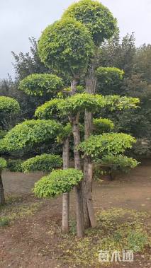 8公分造型金叶榆