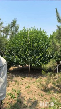 冠幅301厘米卫矛球