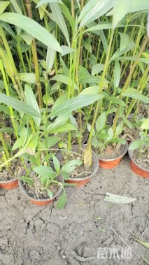 高度25厘米翠芦莉