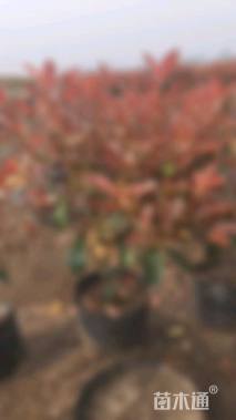 10公分红叶石楠