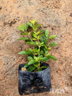 高度20厘米金叶假连翘