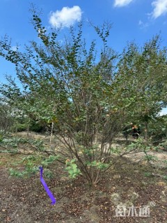 高度350厘米丛生紫薇