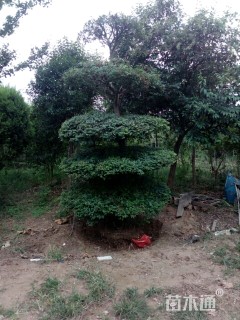 300厘米造型小叶女贞