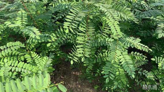 高度40厘米紫穗槐