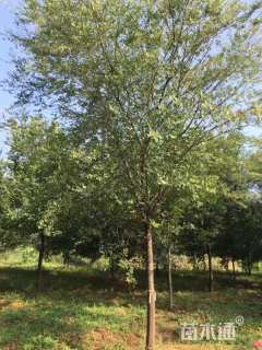 18公分榔榆