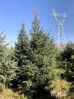 14.5公分青白扦云杉