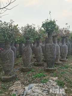 高度160厘米海棠花瓶