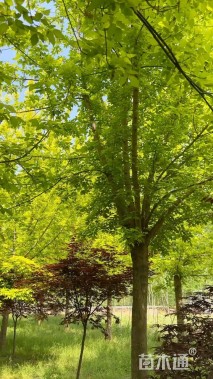 15公分金叶复叶槭