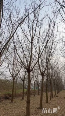 18公分金叶复叶槭