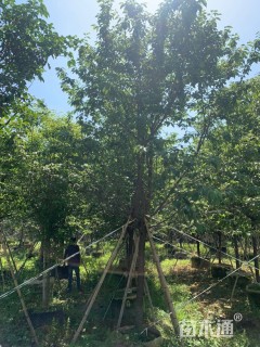 5公分福建山樱花