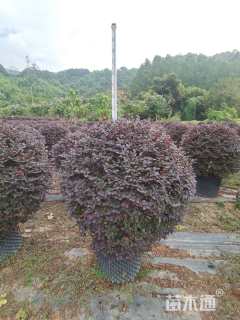 冠幅120厘米红花继木球