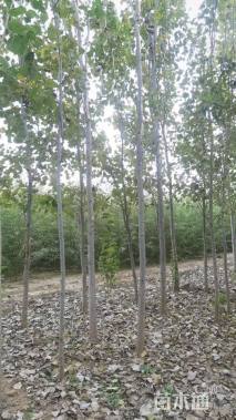 8公分窄冠毛白杨