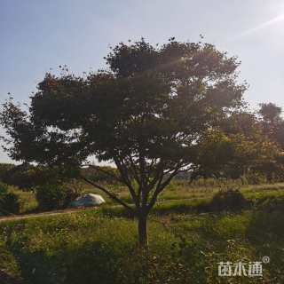 18公分日本红枫