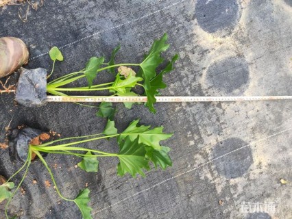 高度25厘米春羽