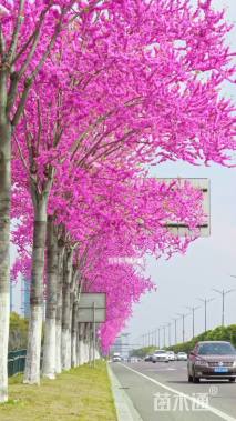 8公分四季春1号