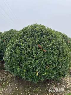 冠幅280厘米大叶黄杨球