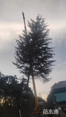 高度1000厘米雪松