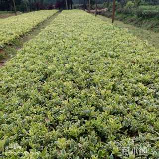 高度8厘米金边黄杨