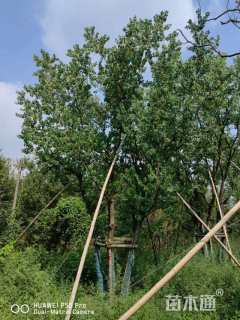 70公分(5杆)丛生乌桕