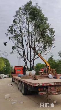 15.1公分(3杆)丛生香樟