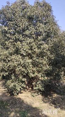 高度600厘米丛生大叶女贞