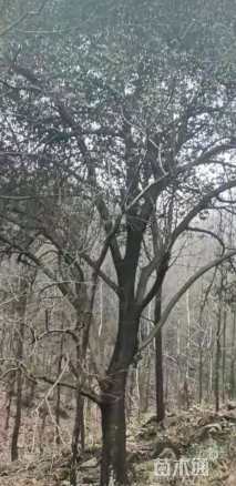 110公分朴树