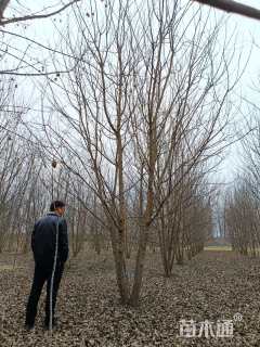 高度700厘米丛生三角枫