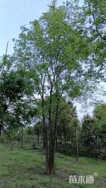 60公分(5杆)丛生朴树