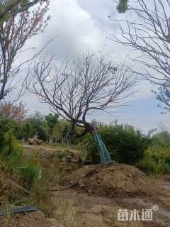 20公分造型朴树