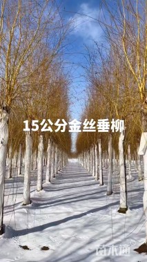 12公分金丝垂柳