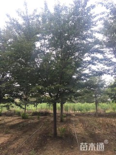 15公分染井吉野樱