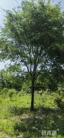 25公分榉树