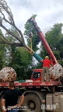 59公分(3杆)丛生香樟