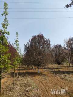 19公分绚丽海棠