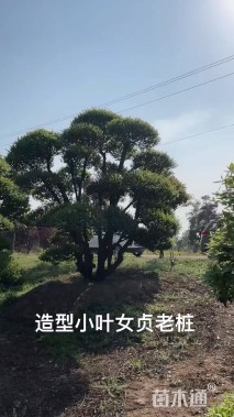 20公分造型小叶女贞