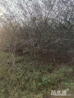 10公分垂丝海棠