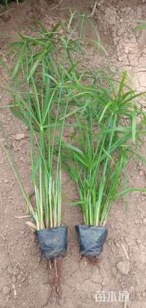 高度27厘米旱伞草
