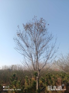 18公分染井吉野樱