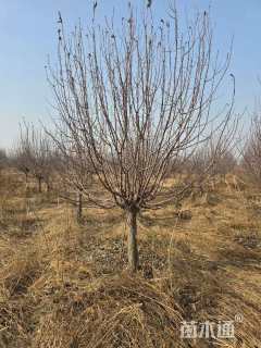 12公分绚丽海棠