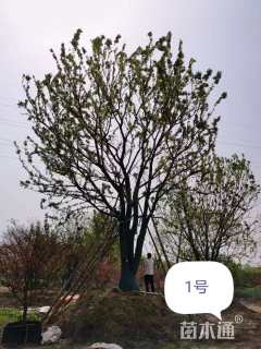 100公分丛生朴树