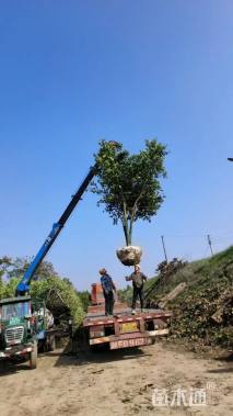 26公分丛生香泡