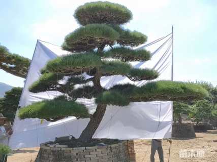 高度250厘米黑松